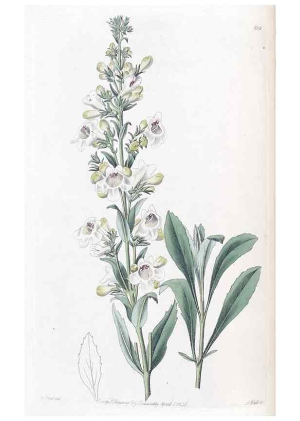 Reproducción/Reproduction 49825650912: Edwards's botanical register.. London :James Ridgway,1829-1847.. 