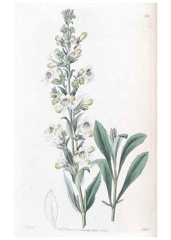 Reproducción/Reproduction 49825650912: Edwards's botanical register.. London :James Ridgway,1829-1847.. 