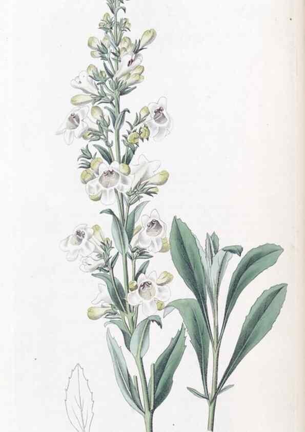 Reproducción/Reproduction 49825650912: Edwards's botanical register.. London :James Ridgway,1829-1847.. 