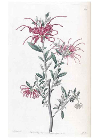Reproducción/Reproduction 49825330016: Edwards's botanical register.. London :James Ridgway,1829-1847.. 