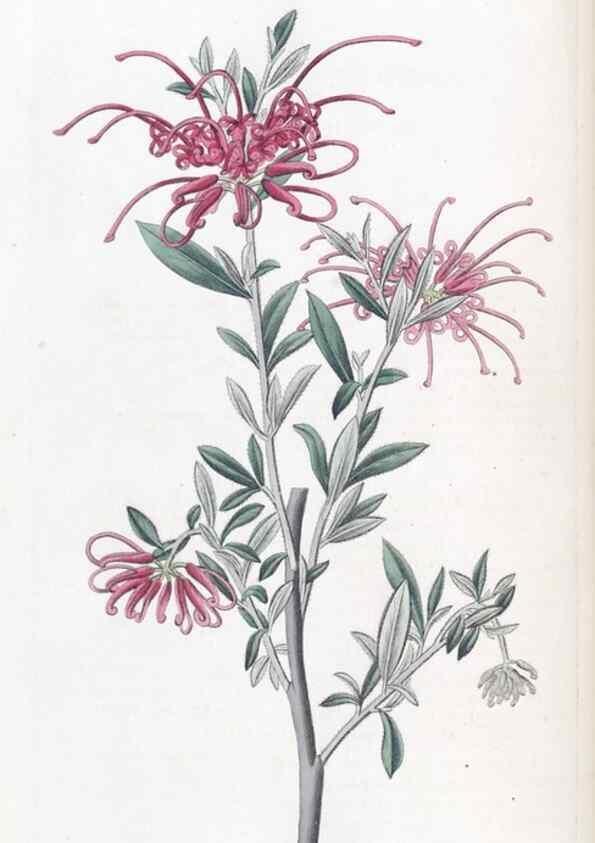 Reproducción/Reproduction 49825330016: Edwards's botanical register.. London :James Ridgway,1829-1847.. 