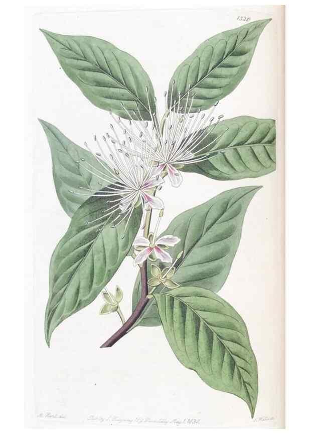 Reproducción/Reproduction 49824797353: Edwards's botanical register.. London :James Ridgway,1829-1847.. 
