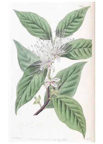 Reproducción/Reproduction 49824797353: Edwards's botanical register.. London :James Ridgway,1829-1847.. 