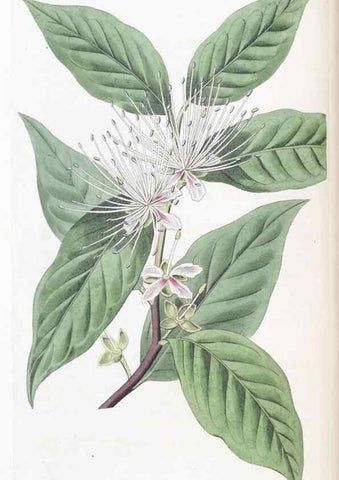 Reproducción/Reproduction 49824797353: Edwards's botanical register.. London :James Ridgway,1829-1847.. 