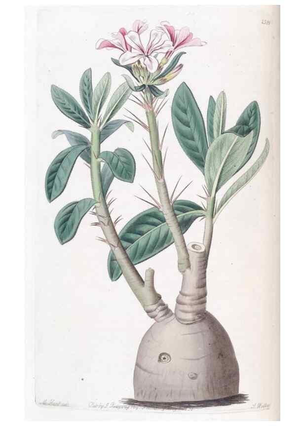 Reproducción/Reproduction 49825330516: Edwards's botanical register.. London :James Ridgway,1829-1847.. 