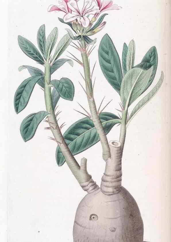 Reproducción/Reproduction 49825330516: Edwards's botanical register.. London :James Ridgway,1829-1847.. 
