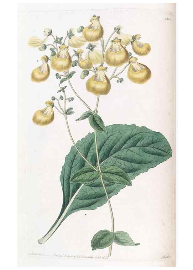 Reproducción/Reproduction 49825328651: Edwards's botanical register.. London :James Ridgway,1829-1847.. 