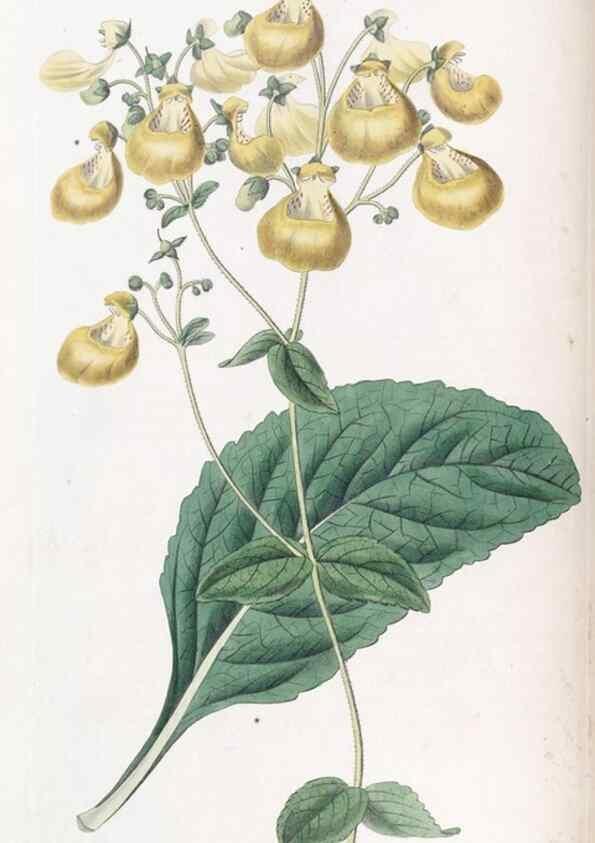 Reproducción/Reproduction 49825328651: Edwards's botanical register.. London :James Ridgway,1829-1847.. 