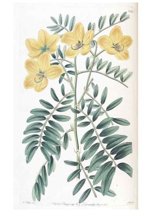 Reproducción/Reproduction 49825651872: Edwards's botanical register.. London :James Ridgway,1829-1847.. 