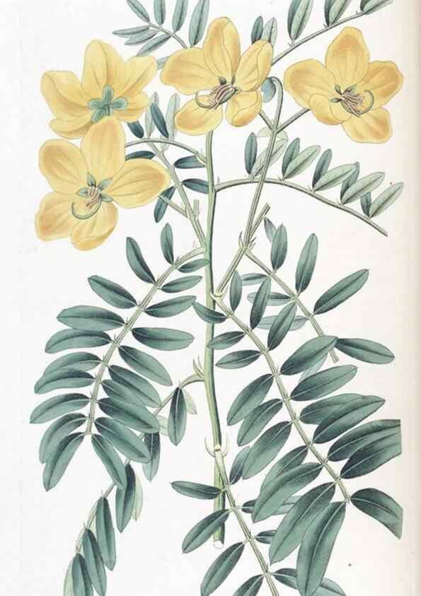 Reproducción/Reproduction 49825651872: Edwards's botanical register.. London :James Ridgway,1829-1847.. 