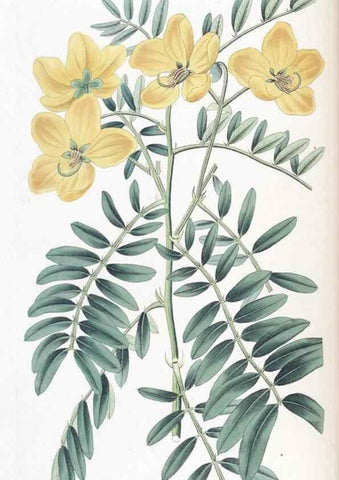 Reproducción/Reproduction 49825651872: Edwards's botanical register.. London :James Ridgway,1829-1847.. 