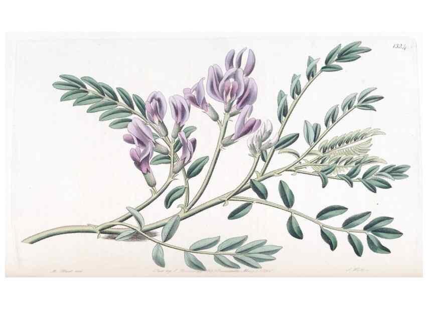 Reproducción/Reproduction 49824798203: Edwards's botanical register.. London :James Ridgway,1829-1847.. 