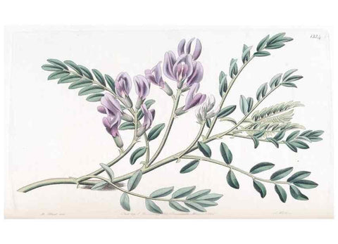 Reproducción/Reproduction 49824798203: Edwards's botanical register.. London :James Ridgway,1829-1847.. 