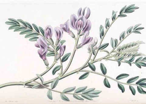 Reproducción/Reproduction 49824798203: Edwards's botanical register.. London :James Ridgway,1829-1847.. 