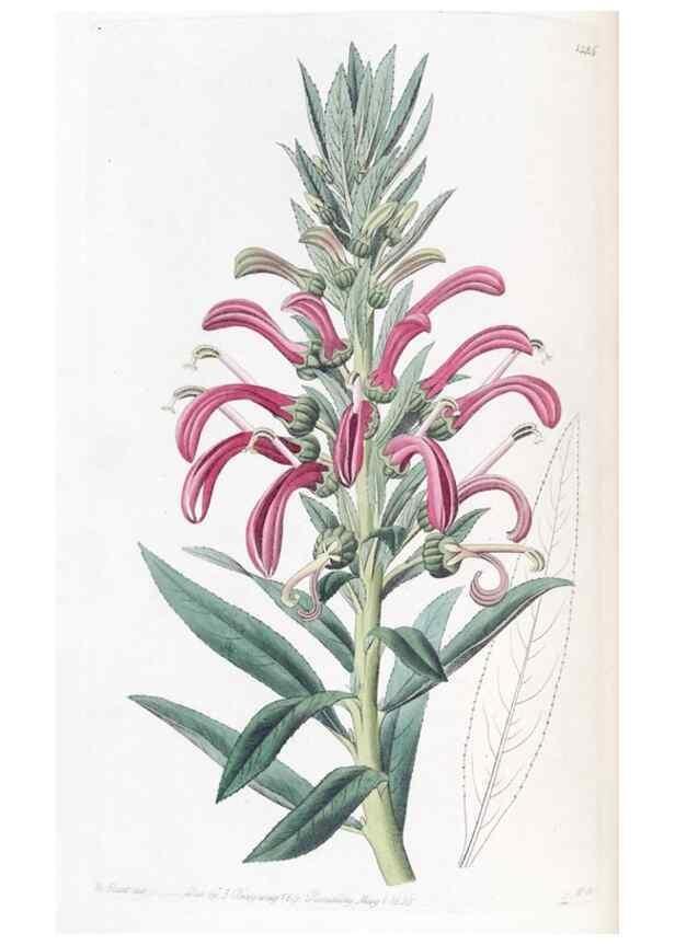 Reproducción/Reproduction 49825652592: Edwards's botanical register.. London :James Ridgway,1829-1847.. 
