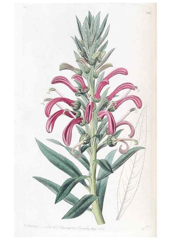 Reproducción/Reproduction 49825652592: Edwards's botanical register.. London :James Ridgway,1829-1847.. 