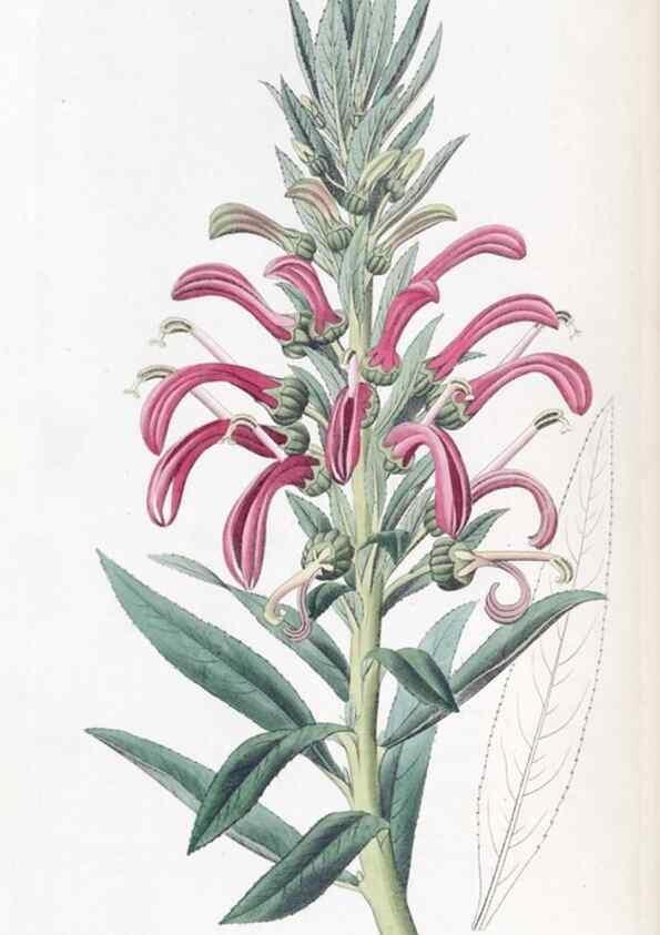 Reproducción/Reproduction 49825652592: Edwards's botanical register.. London :James Ridgway,1829-1847.. 