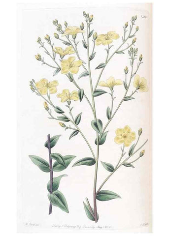 Reproducción/Reproduction 49825652837: Edwards's botanical register.. London :James Ridgway,1829-1847.. 