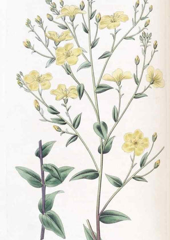 Reproducción/Reproduction 49825652837: Edwards's botanical register.. London :James Ridgway,1829-1847.. 