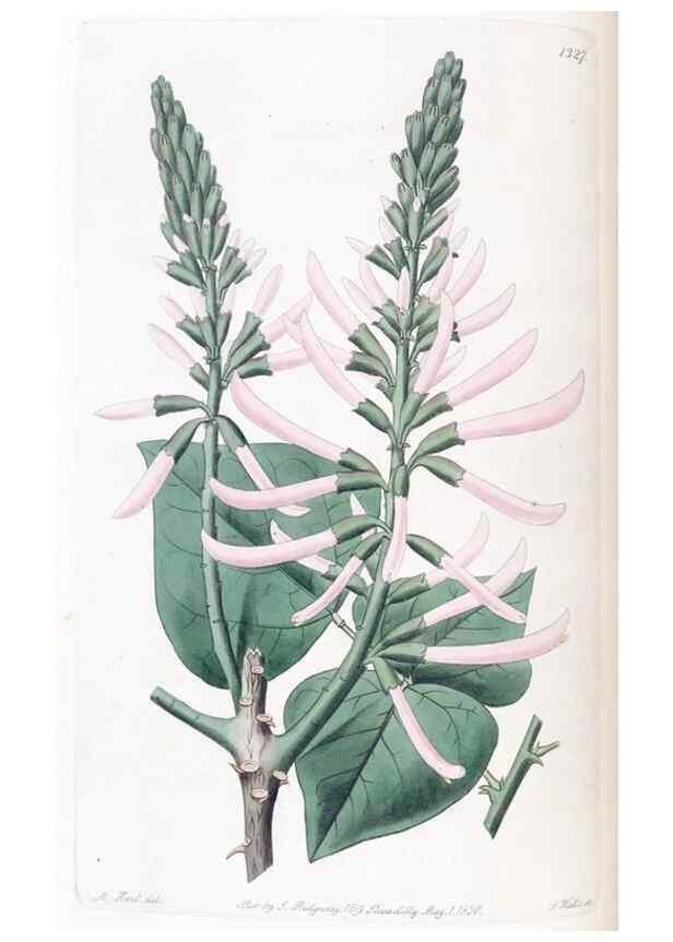 Reproducción/Reproduction 49825331876: Edwards's botanical register.. London :James Ridgway,1829-1847.. 