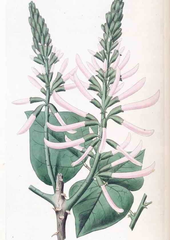 Reproducción/Reproduction 49825331876: Edwards's botanical register.. London :James Ridgway,1829-1847.. 