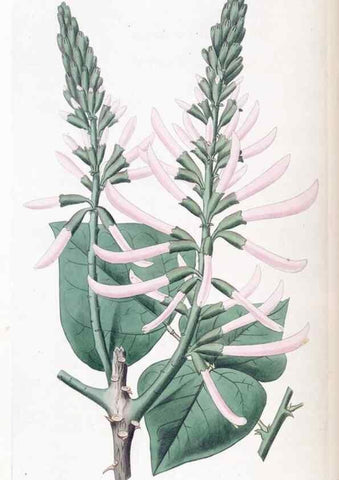 Reproducción/Reproduction 49825331876: Edwards's botanical register.. London :James Ridgway,1829-1847.. 