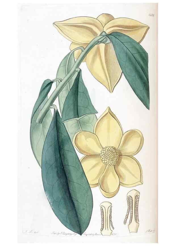 Reproducción/Reproduction 49824799333: Edwards's botanical register.. London :James Ridgway,1829-1847.. 