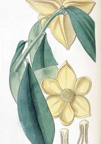 Reproducción/Reproduction 49824799333: Edwards's botanical register.. London :James Ridgway,1829-1847.. 