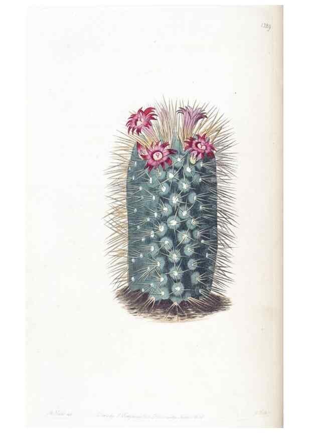 Reproducción/Reproduction 49824799573: Edwards's botanical register.. London :James Ridgway,1829-1847.. 