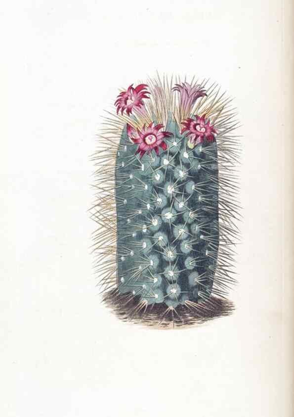 Reproducción/Reproduction 49824799573: Edwards's botanical register.. London :James Ridgway,1829-1847.. 