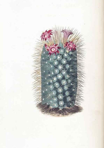 Reproducción/Reproduction 49824799573: Edwards's botanical register.. London :James Ridgway,1829-1847.. 