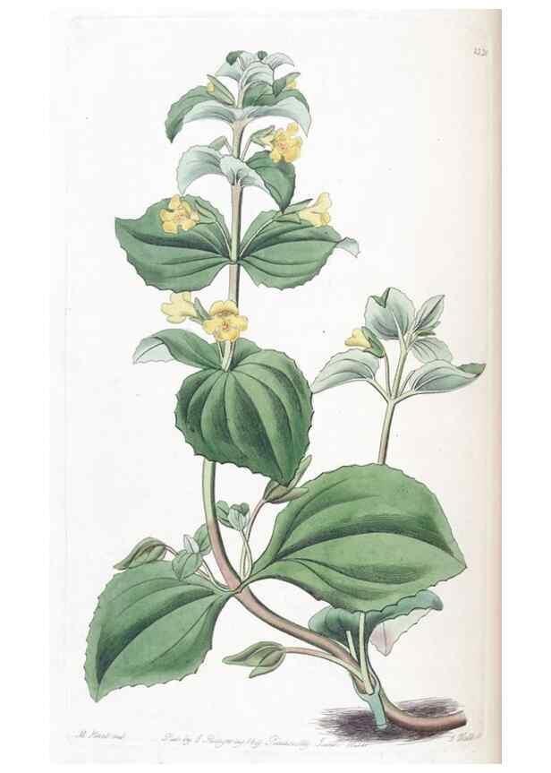 Reproducción/Reproduction 49825332696: Edwards's botanical register.. London :James Ridgway,1829-1847.. 