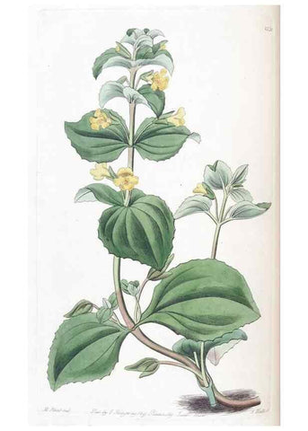 Reproducción/Reproduction 49825332696: Edwards's botanical register.. London :James Ridgway,1829-1847.. 