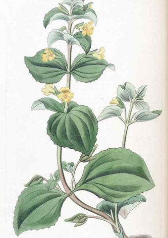 Reproducción/Reproduction 49825332696: Edwards's botanical register.. London :James Ridgway,1829-1847.. 