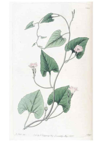 Reproducción/Reproduction 49825652142: Edwards's botanical register.. London :James Ridgway,1829-1847.. 