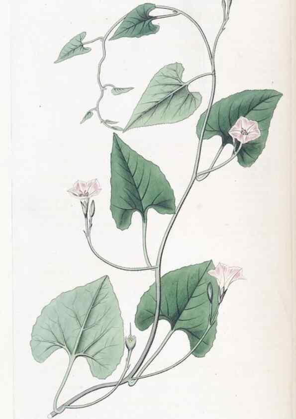 Reproducción/Reproduction 49825652142: Edwards's botanical register.. London :James Ridgway,1829-1847.. 