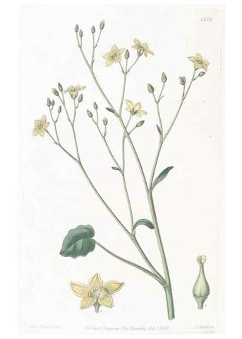 Reproducción/Reproduction 49825536367: Edwards's botanical register.. London :James Ridgway,1829-1847.. 