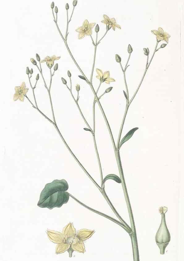 Reproducción/Reproduction 49825536367: Edwards's botanical register.. London :James Ridgway,1829-1847.. 