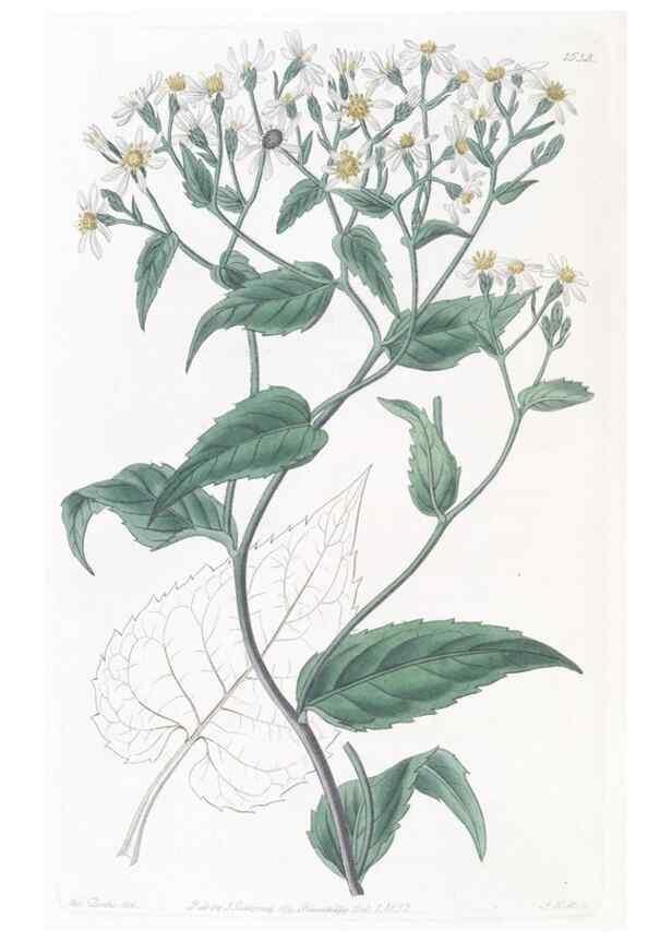 Reproducción/Reproduction 49825536197: Edwards's botanical register.. London :James Ridgway,1829-1847.. 