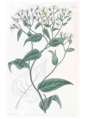 Reproducción/Reproduction 49825536197: Edwards's botanical register.. London :James Ridgway,1829-1847.. 