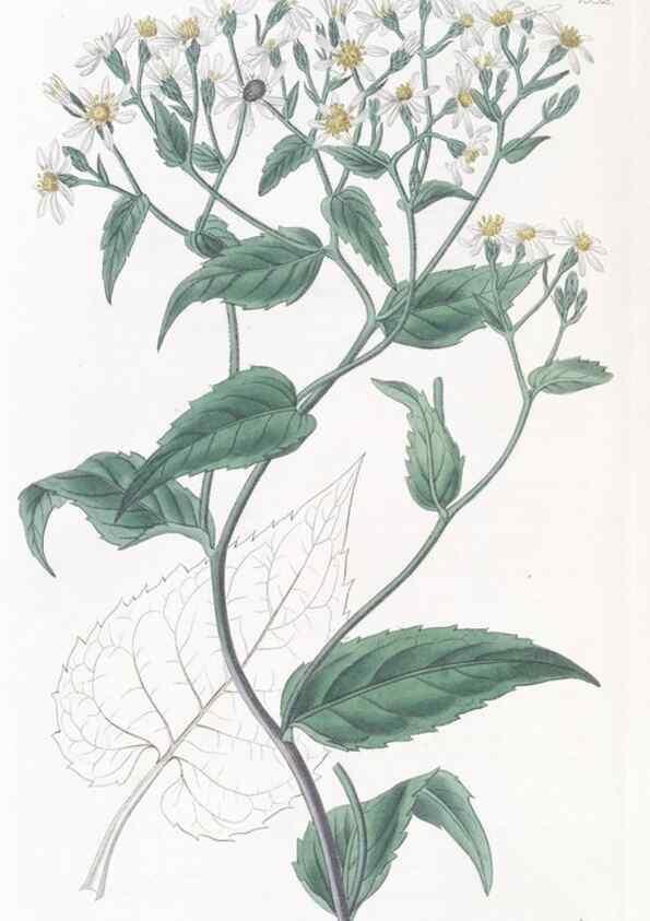 Reproducción/Reproduction 49825536197: Edwards's botanical register.. London :James Ridgway,1829-1847.. 