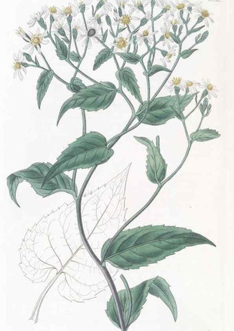 Reproducción/Reproduction 49825536197: Edwards's botanical register.. London :James Ridgway,1829-1847.. 