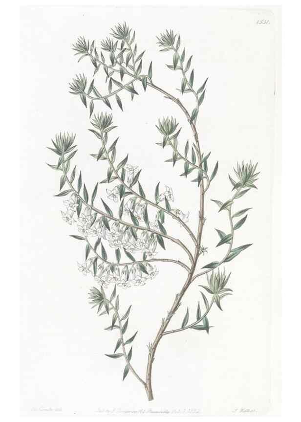 Reproducción/Reproduction 49825535927: Edwards's botanical register.. London :James Ridgway,1829-1847.. 