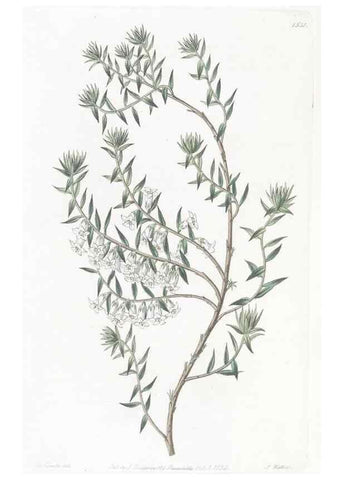 Reproducción/Reproduction 49825535927: Edwards's botanical register.. London :James Ridgway,1829-1847.. 