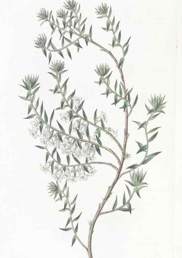 Reproducción/Reproduction 49825535927: Edwards's botanical register.. London :James Ridgway,1829-1847.. 