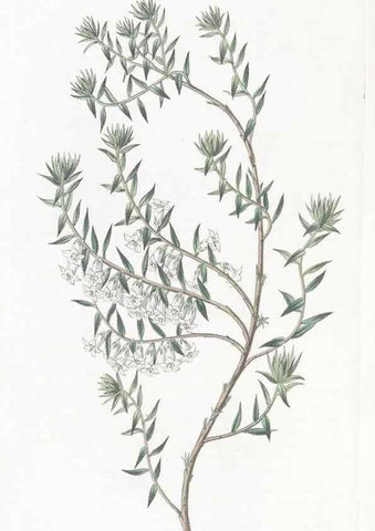 Reproducción/Reproduction 49825535927: Edwards's botanical register.. London :James Ridgway,1829-1847.. 