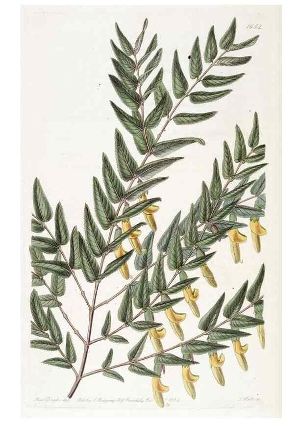 Reproducción/Reproduction 49822958186: Edwards's botanical register.. London :James Ridgway,1829-1847.. 