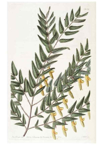 Reproducción/Reproduction 49822958186: Edwards's botanical register.. London :James Ridgway,1829-1847.. 