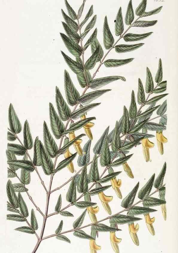 Reproducción/Reproduction 49822958186: Edwards's botanical register.. London :James Ridgway,1829-1847.. 