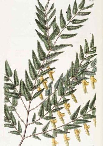Reproducción/Reproduction 49822958186: Edwards's botanical register.. London :James Ridgway,1829-1847.. 
